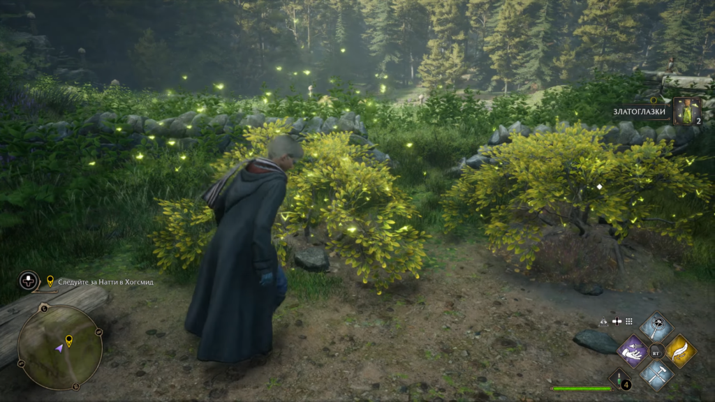 Волшебник собирает златоглазки в лесу Hogwarts Legacy